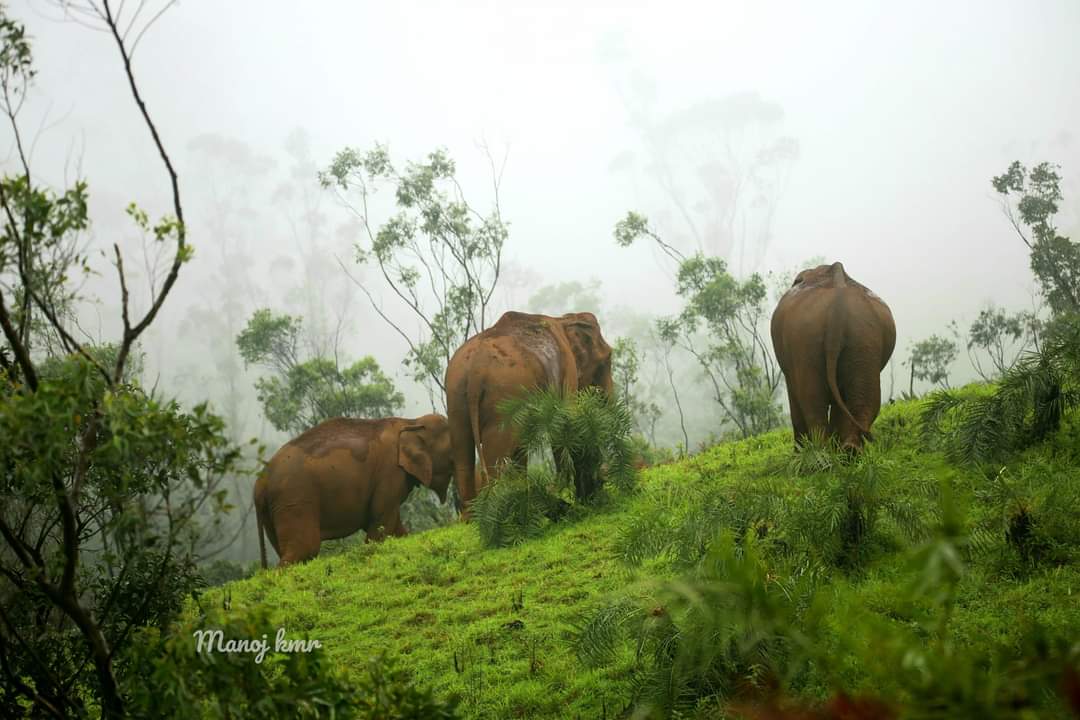 Forest Trekking