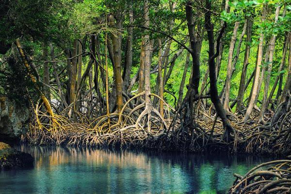 Pichavaram Mangrove Forest
