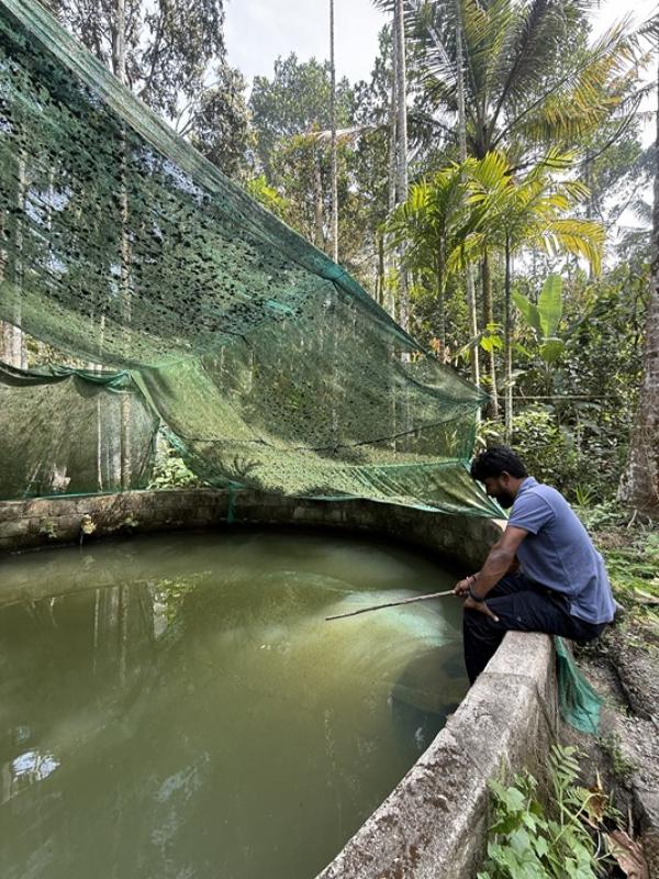 Fish Pond