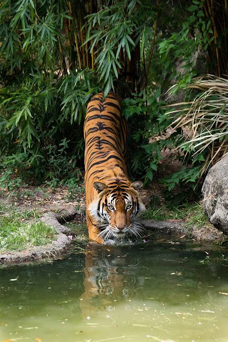 BRT Tiger Reserve