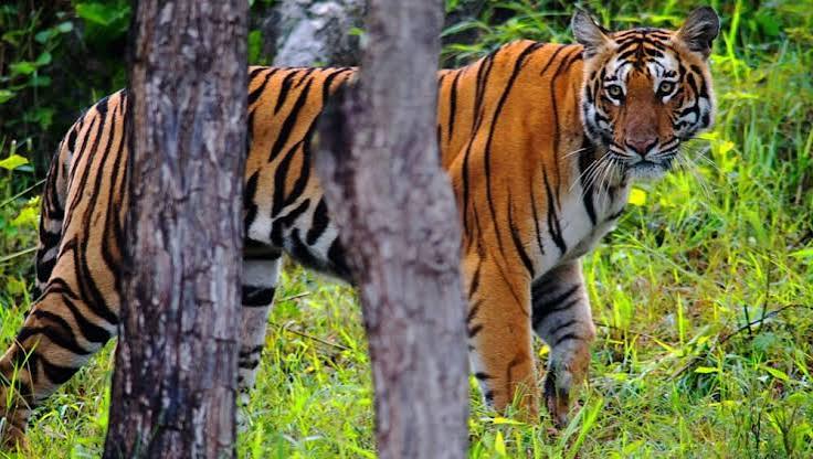 Bandipur National Park