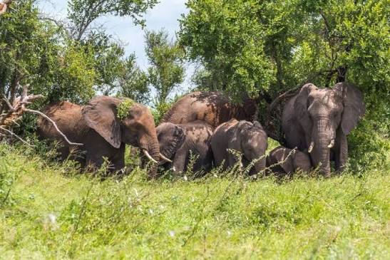 Theppakadu Elephant Camp