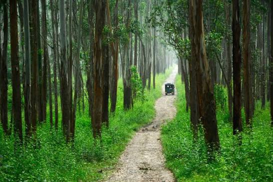 Muthanga Wildlife Sanctuary