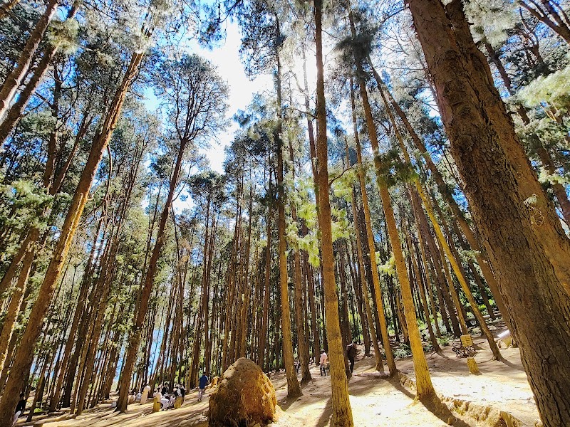 Ithalar Pine Forest