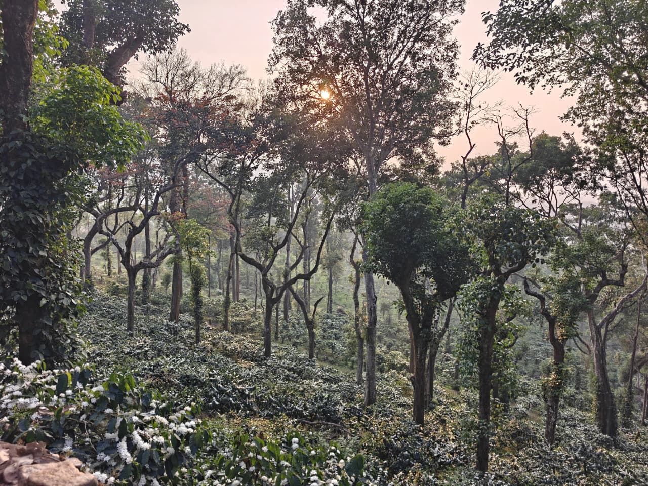 Trekking
