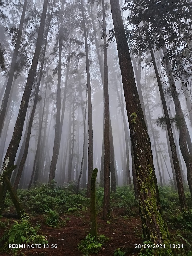 PINE FOREST (PINE VALLEY)