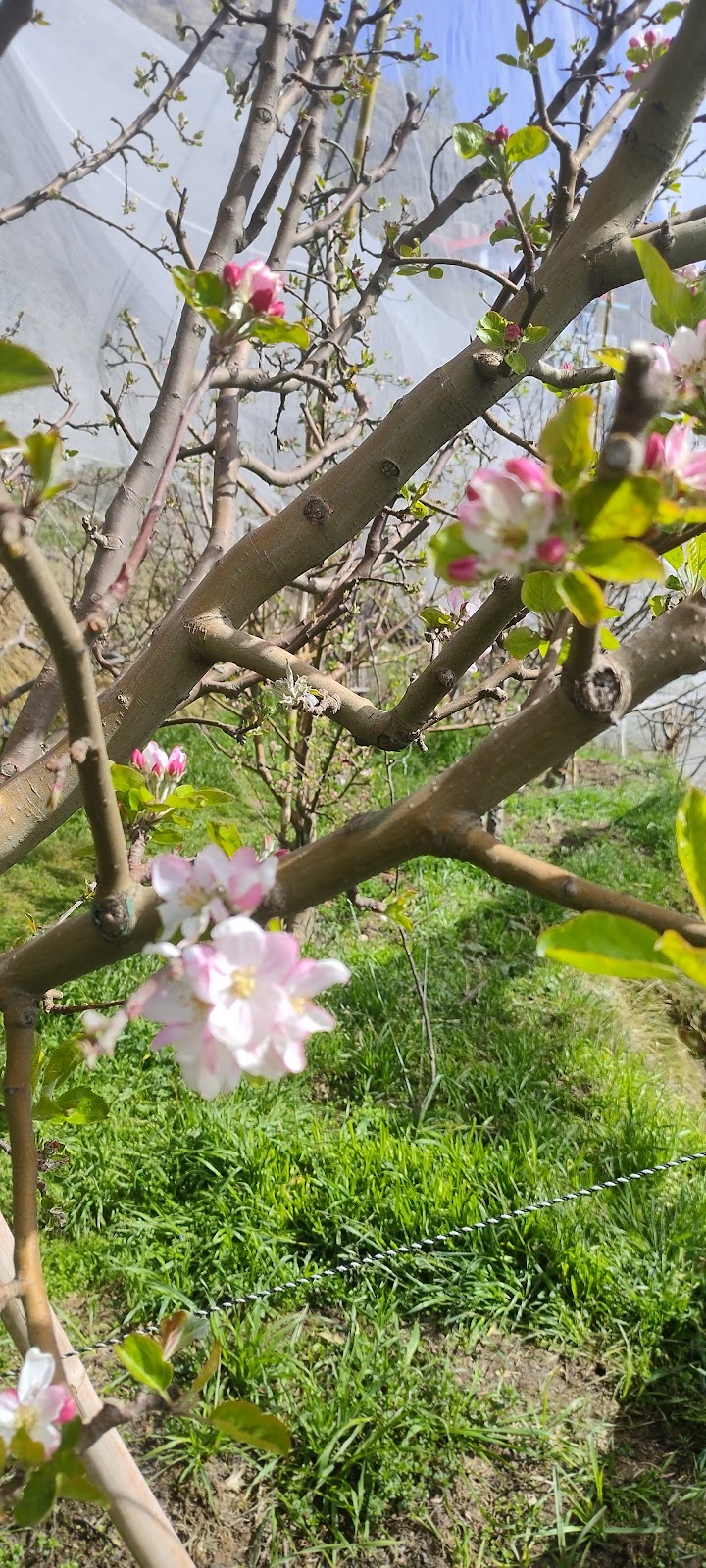 Fagu Apple Orchards