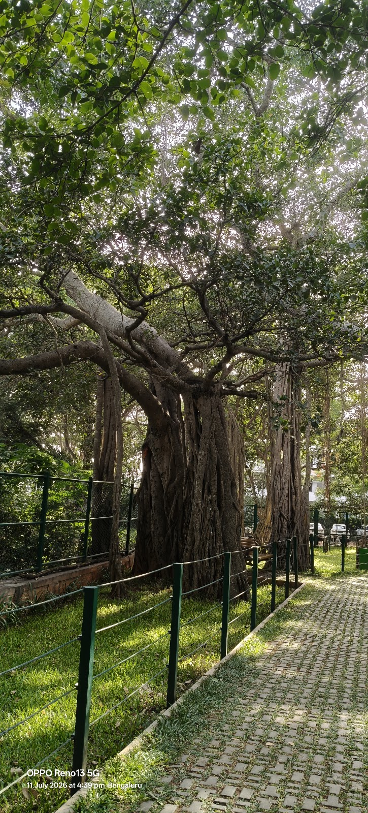 Big Banyan Tree (Dodda Alada Mara)