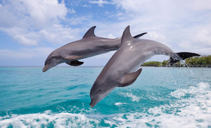 Open Sea Dolphin & Turtle Watch