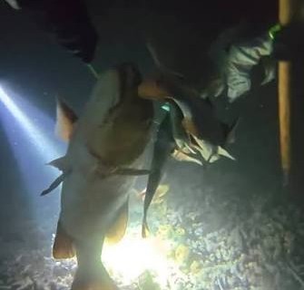 Night Fish Hunting