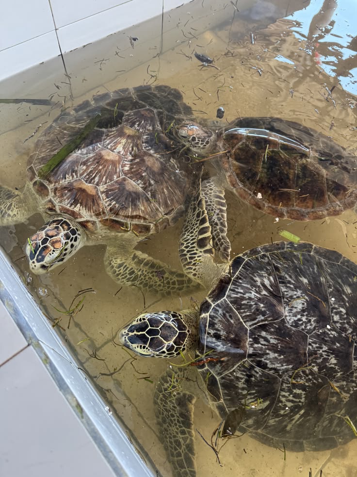 Visit to Nearby Shrimperies & Turtle Rearing Centre