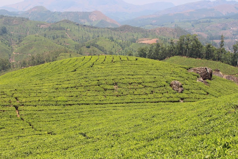Pothamedu Tea Estates