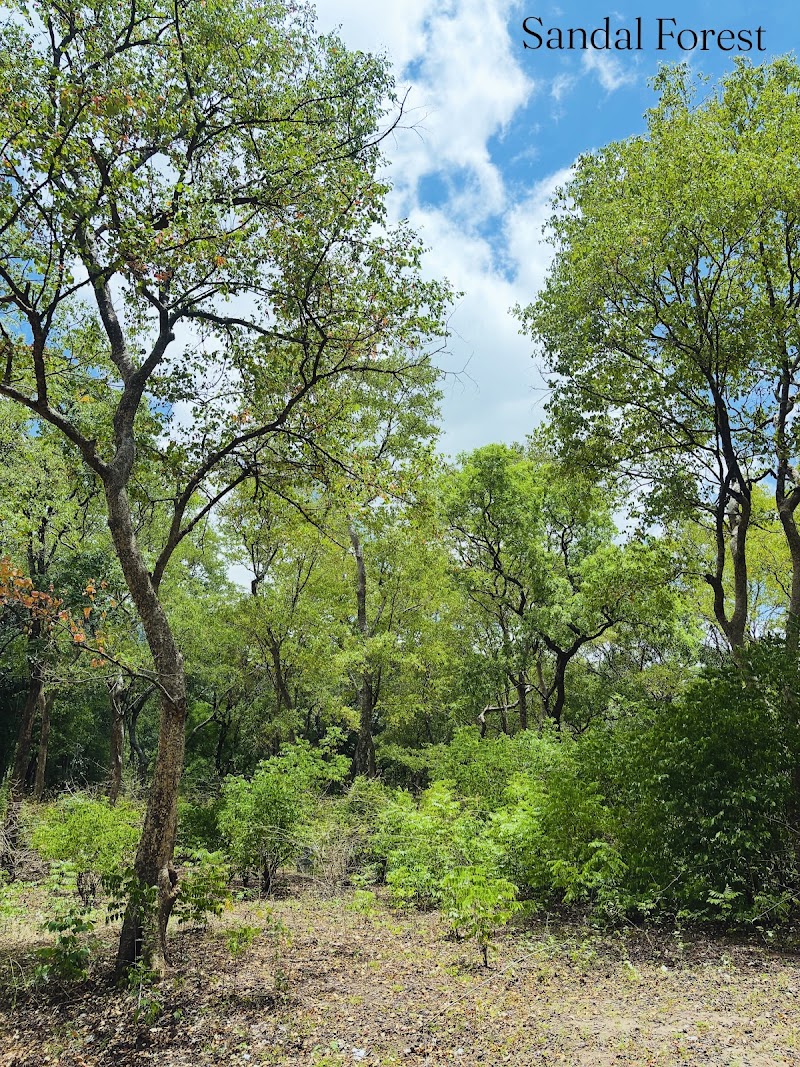 Marayoor Sandalwood Forests
