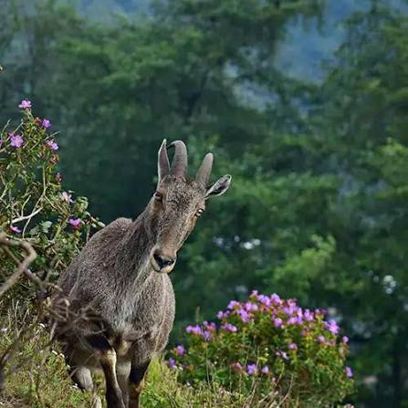 Eravikulam National Park