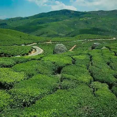Pothamedu Tea Estates