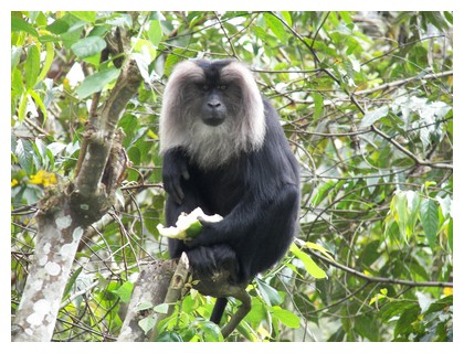 monkey