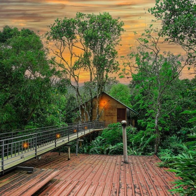 tree-house