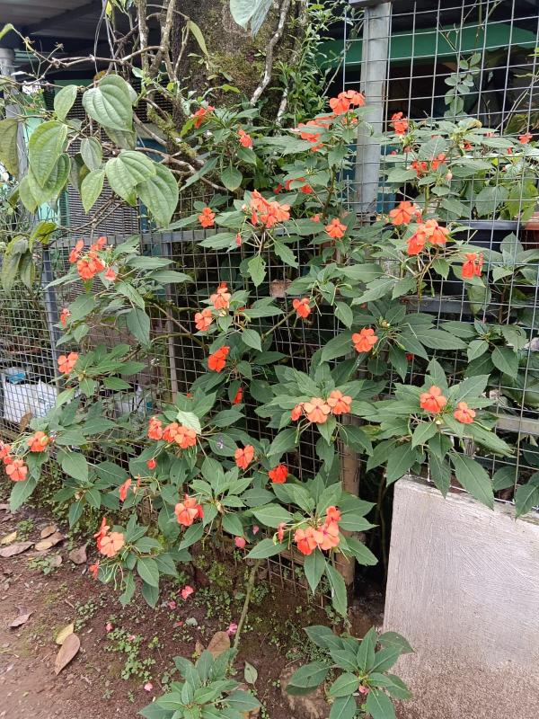 IMG-20250619-WA0037