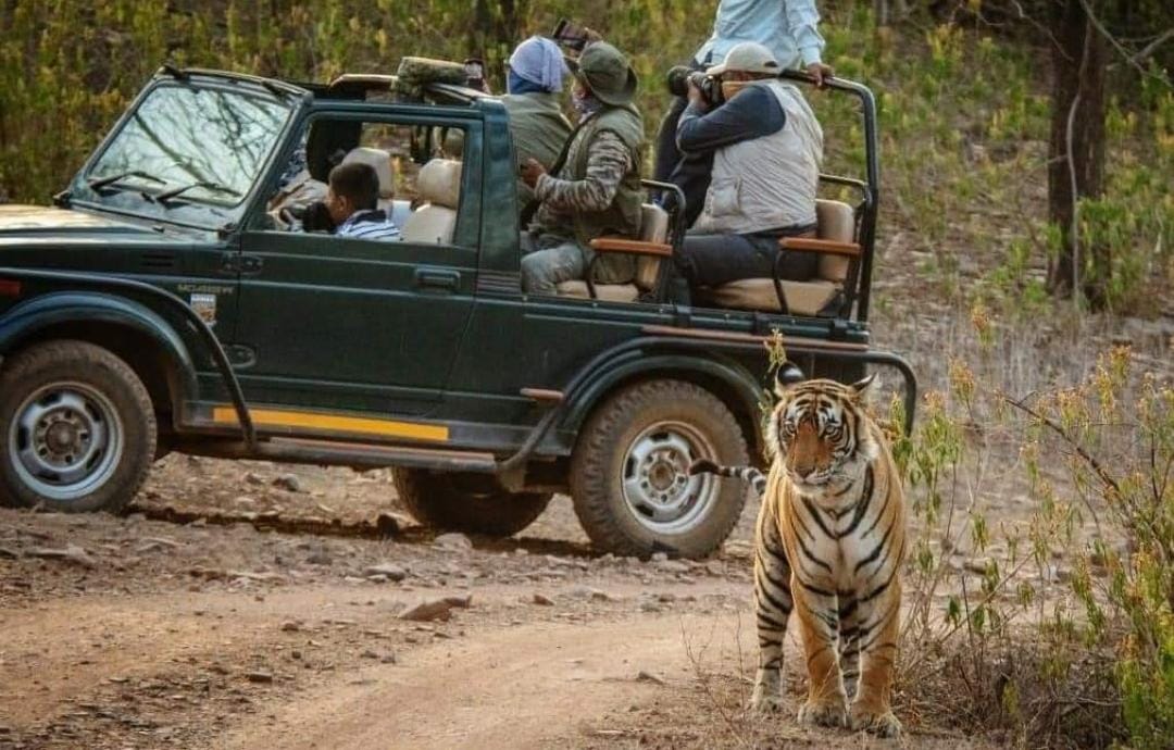 Jungle Safari