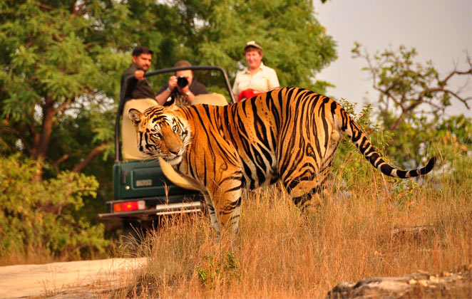 Travel assistance - Wild life safari