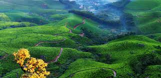 Explore Munnar Beyond the Stay: Trekking, Safaris & Scenic Tours