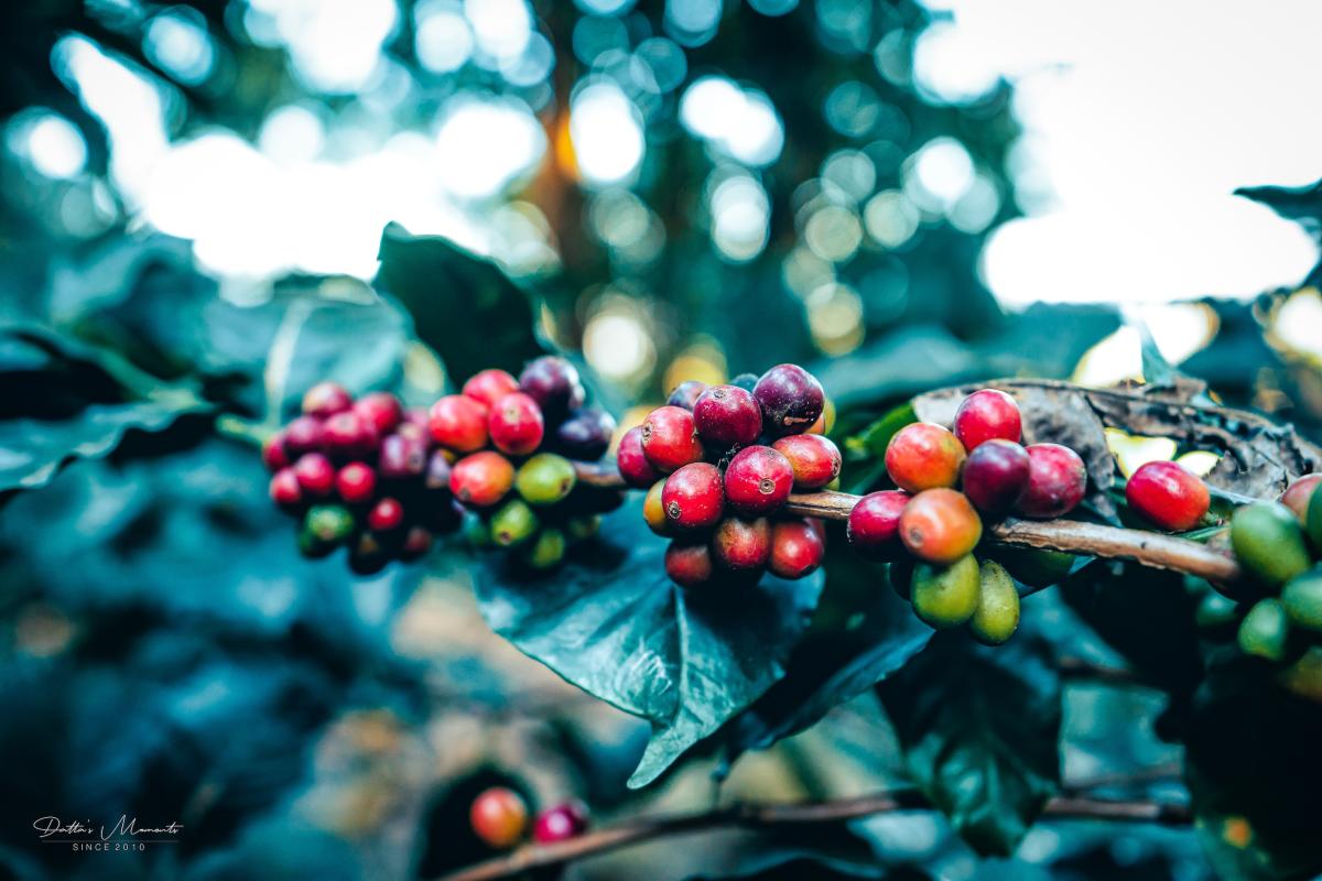 Arabica Homestay-27