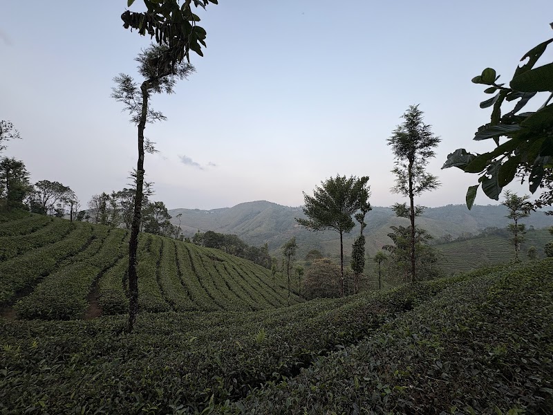 Vagamon Tea Estates