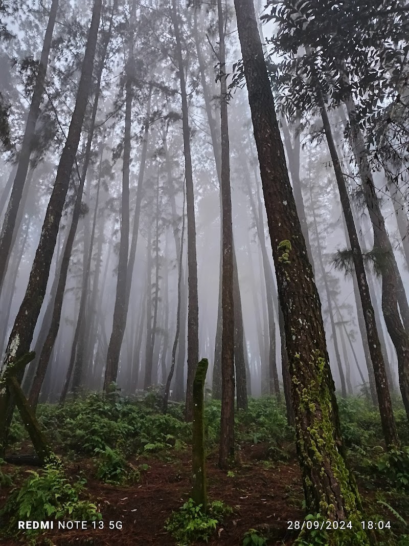 Vagamon Pine Forest