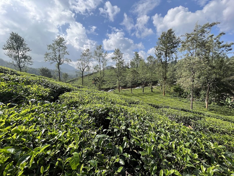 Wayanad Tea Gardens