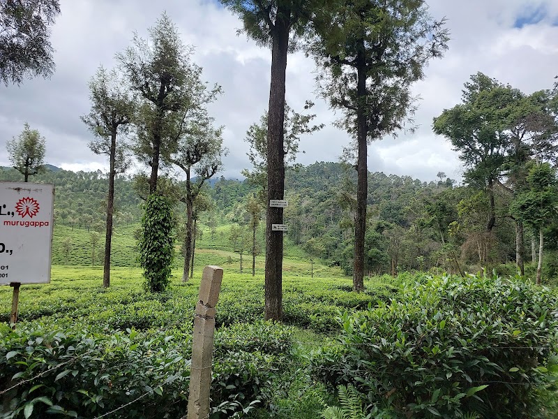 Valparai Tea Plantations