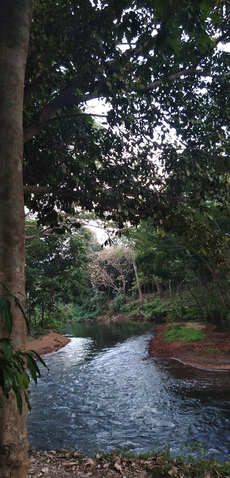 Niranam River Viewpoint