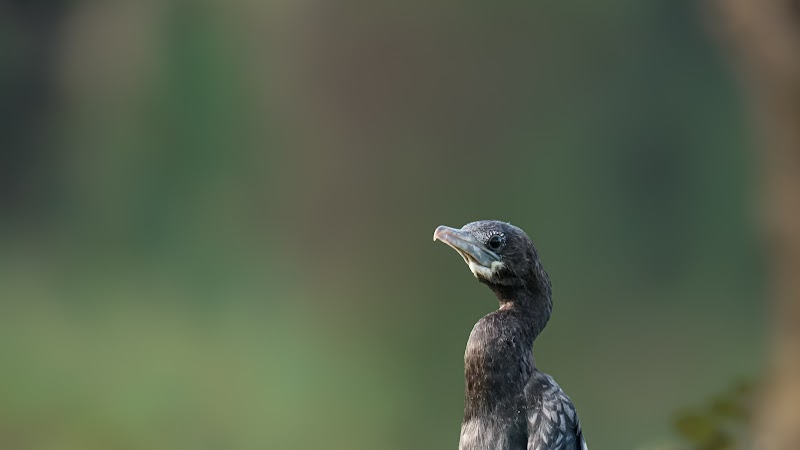 Thrissur Kole Wetlands