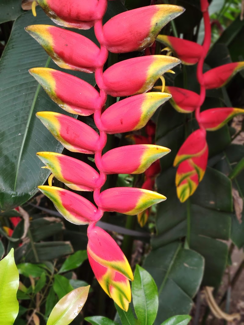 Thekkady Spice Plantations