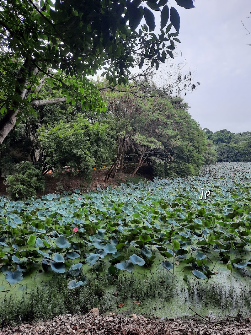Vidyaranyapura Lake