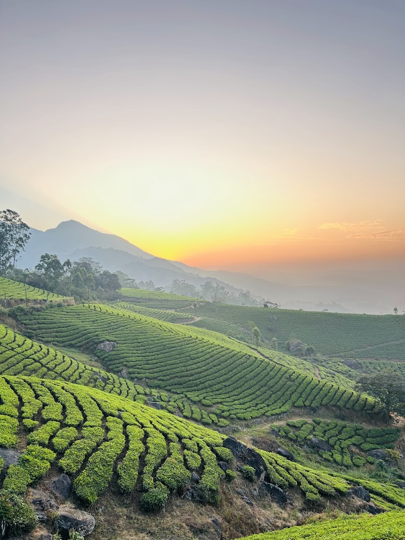 Tea Gardens