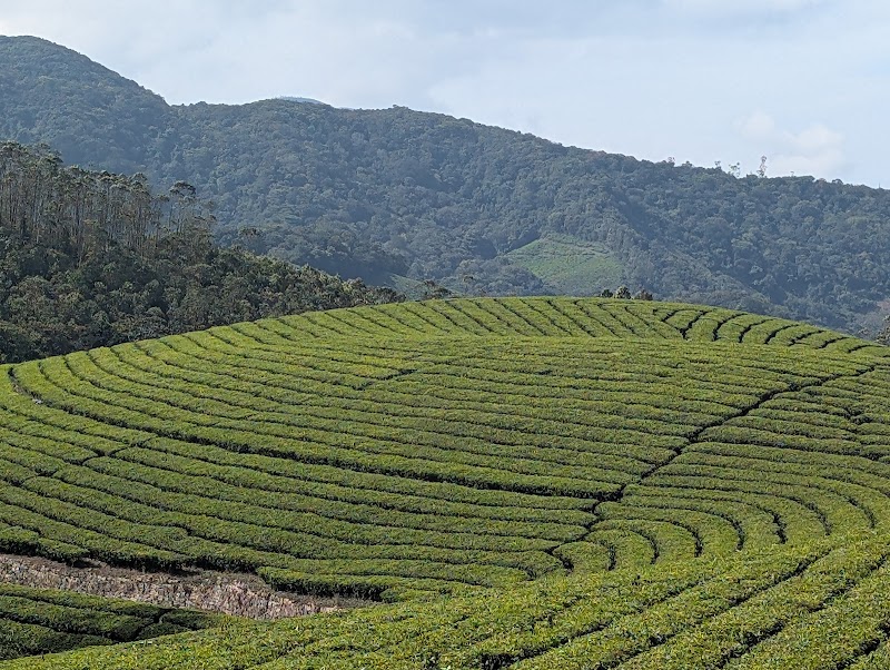 Tea Plantations & Tea Gardens