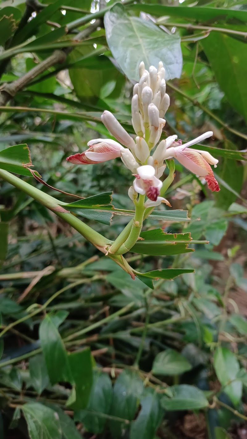 Pamba Herbal Garden