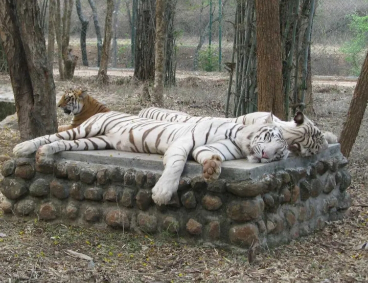 Bannerghatta Biological Park