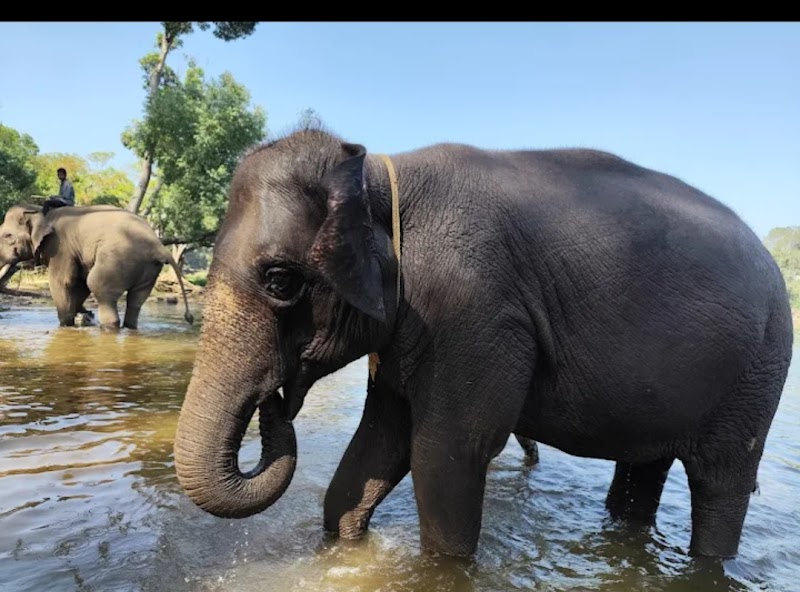 Dubare Elephant Camp