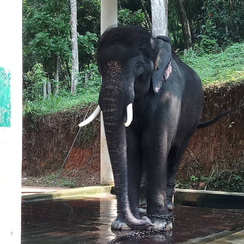 Konni Elephant Sanctuary & Kottavanchi Rafting