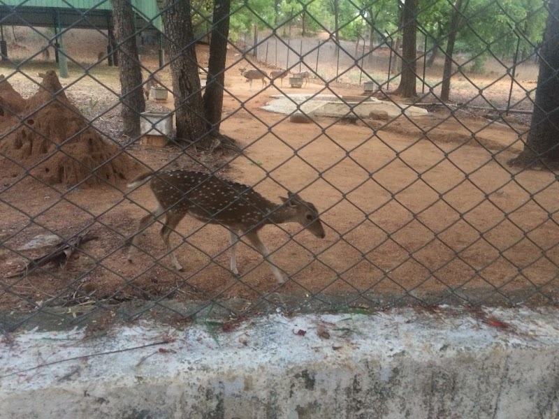 Deer Park Tirupati