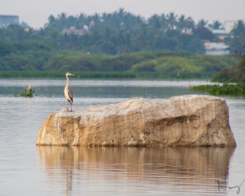 Nanjarayan Bird sanctuary