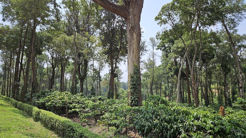 Coffee Plantation Walks