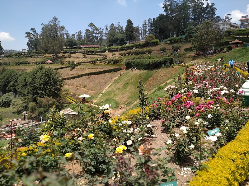 Ooty Rose Garden