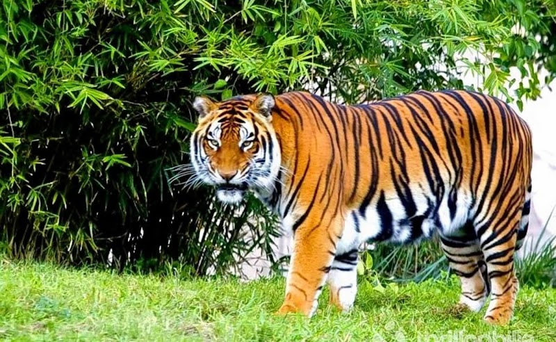 Bandipur National Park