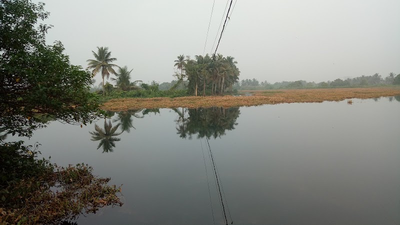Pokkali Paddy Fields