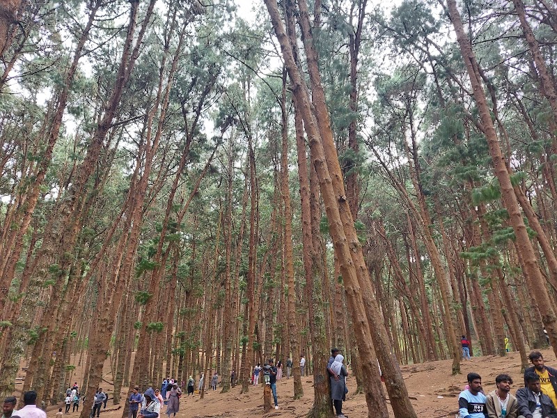 Pine Forest
