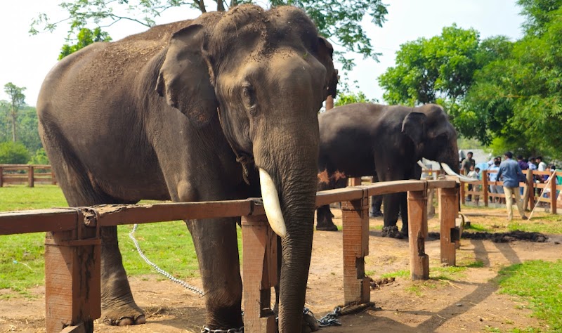 Dubare Elephant Camp