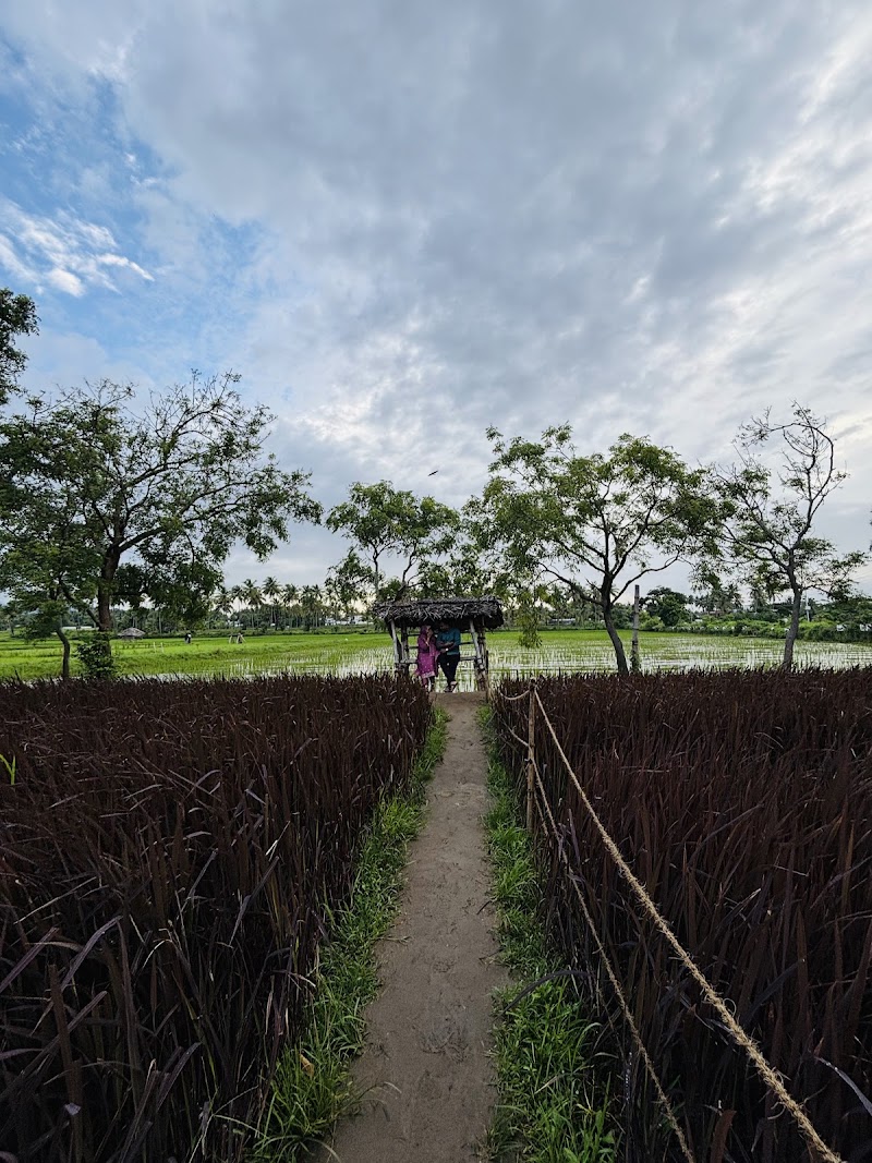 Paddy Fields of Kollangode