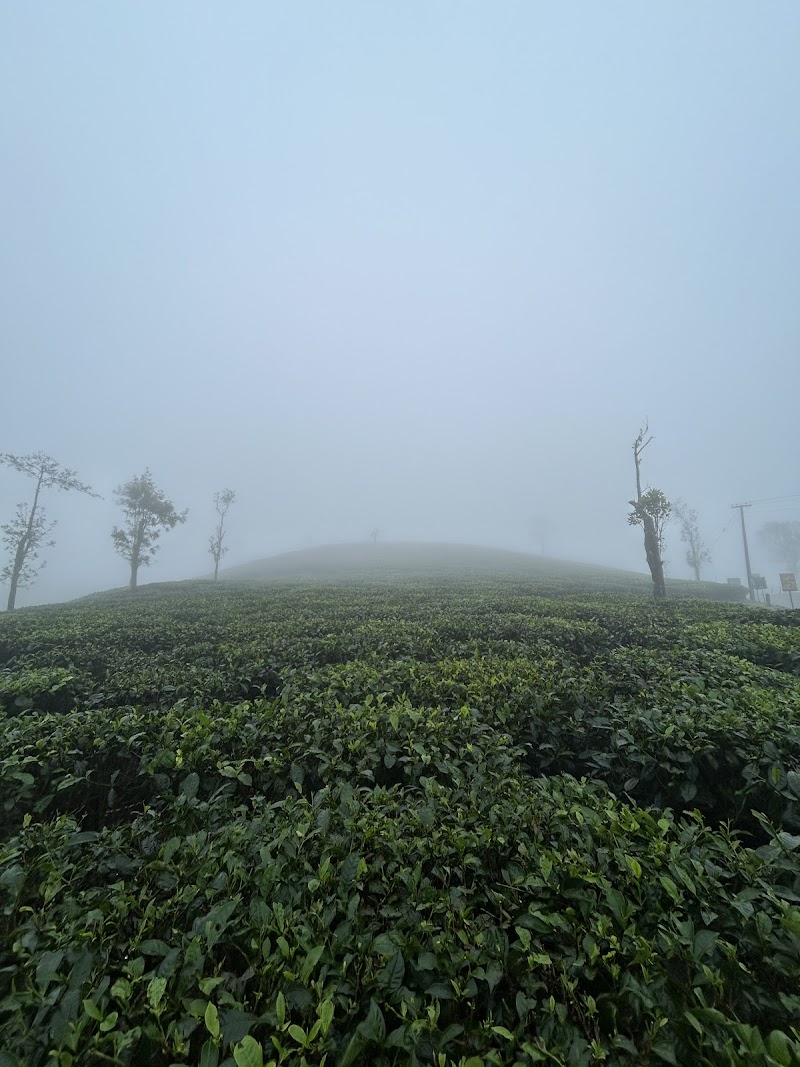 Sabarimala Road / Pullikkanam Viewpoint